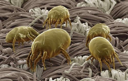 pylevye_kleschi_kak_borot_sya_i_izbavit_sya_ot_nih-2