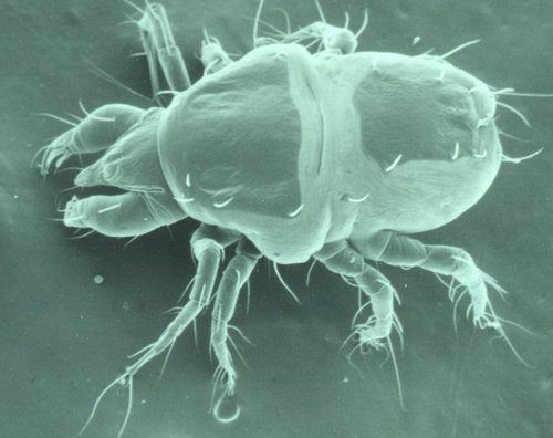 pylevye_kleschi_kak_borot_sya_i_izbavit_sya_ot_nih-3