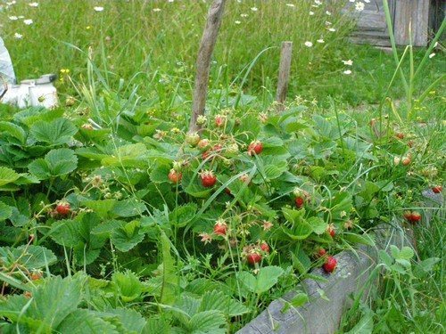 rassada-zemlyaniki-iz-semyan-6-pravil-poseva-v-domashnih-usloviyah-08